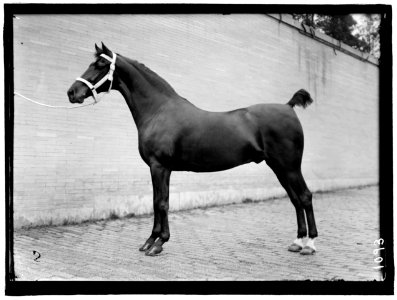 HORSE SHOWS. HORSES LCCN2016863665