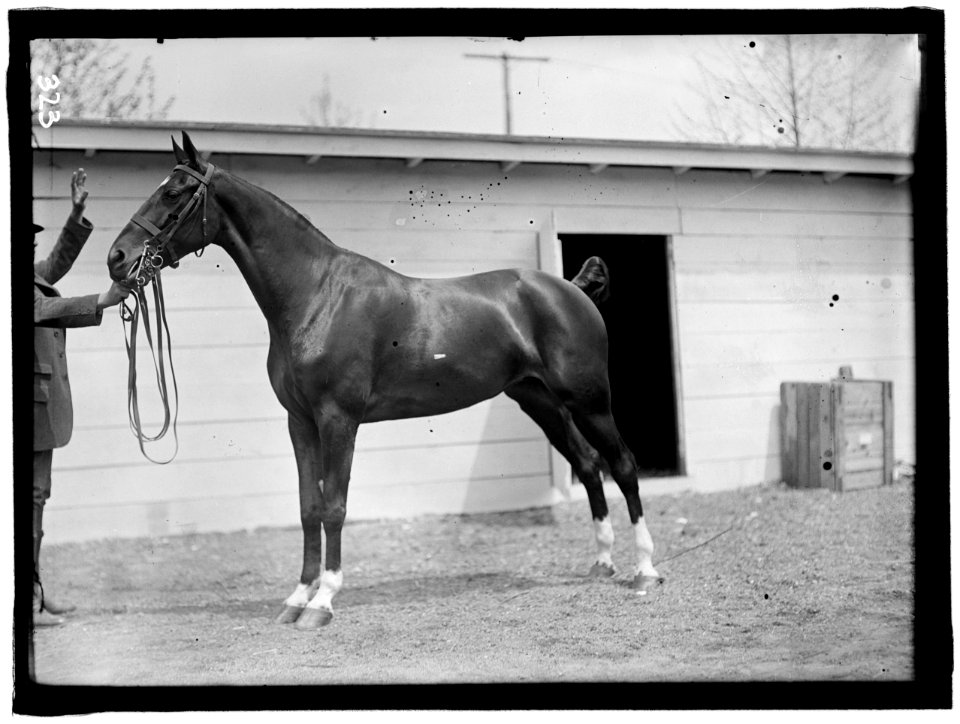 HORSE SHOWS. HORSES. LCCN2016863312