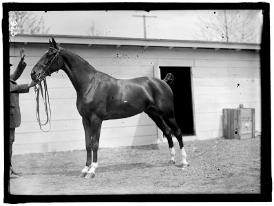 HORSE SHOWS. HORSES. LCCN2016863312