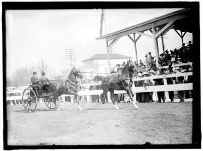 HORSE SHOWS. JOHN ROLL McLEAN ENTRIES LCCN2016863286