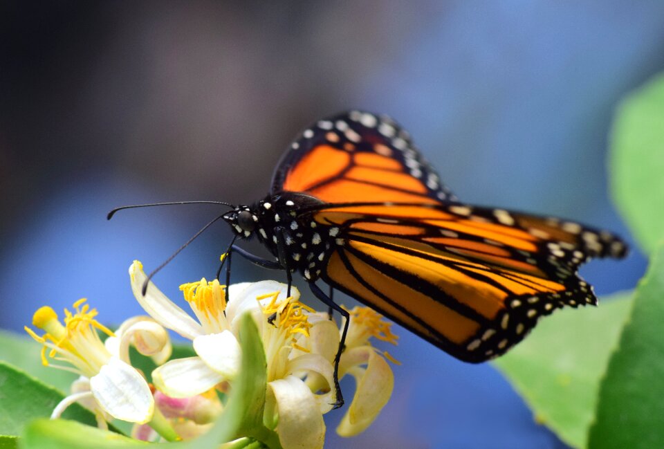 Butterfly insect nature