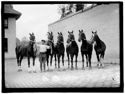 HORSE SHOWS. McLEAN HORSES LCCN2016863674 photo