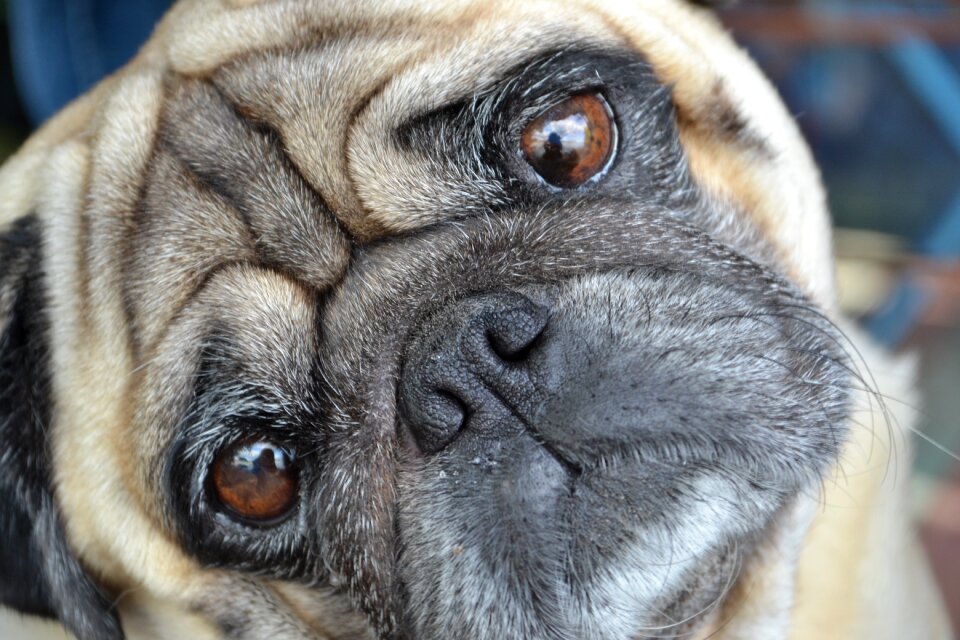 Dog please eyes regardless of whether the