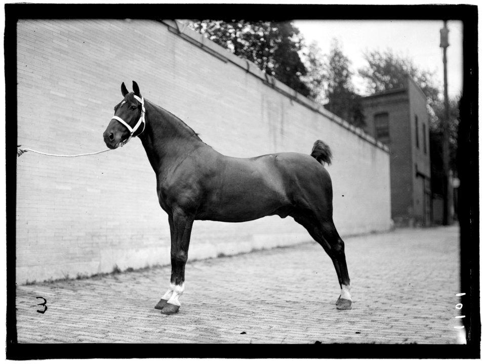 HORSE SHOWS. McLEAN HORSES LCCN2016863673