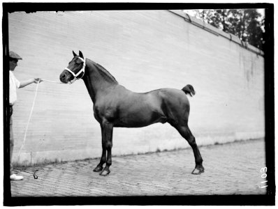 HORSE SHOWS. McLEAN HORSES LCCN2016863675 photo