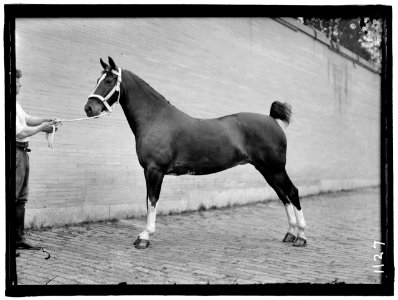 HORSE SHOWS. McLEAN, JOHN ROLL. HIS HORSES LCCN2016863688 photo