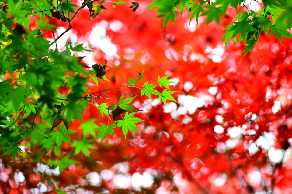 Red maple station bend fushou mountain farm photo