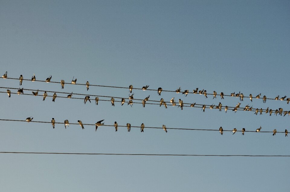 Line wire birds photo