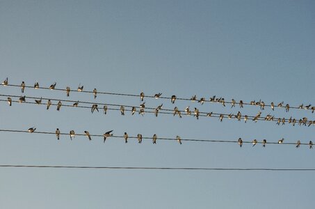 Line wire birds