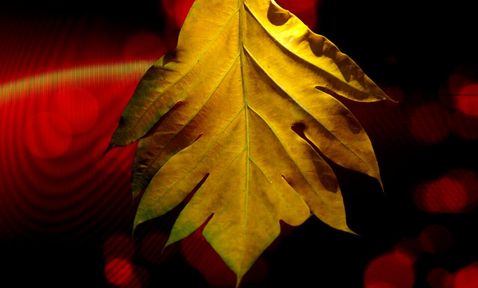 Large leaf yellow leaves background