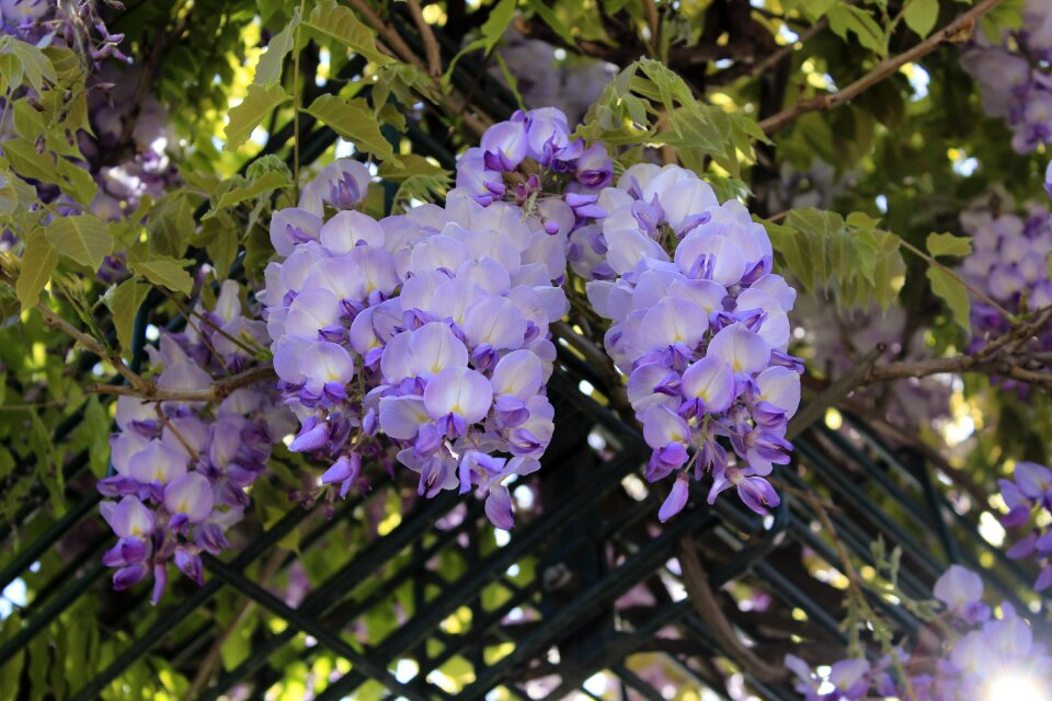 Garden leaf wisteria