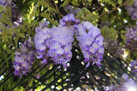 Garden leaf wisteria