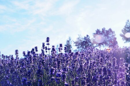 Furano lavender desktop photo