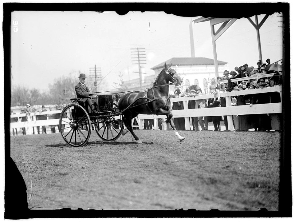 HORSE SHOWS. UNIDENTIFIED MEN, DRIVING LCCN2016863309