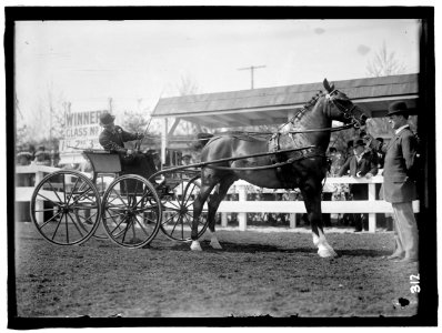 HORSE SHOWS. UNIDENTIFIED MEN, DRIVING LCCN2016863304