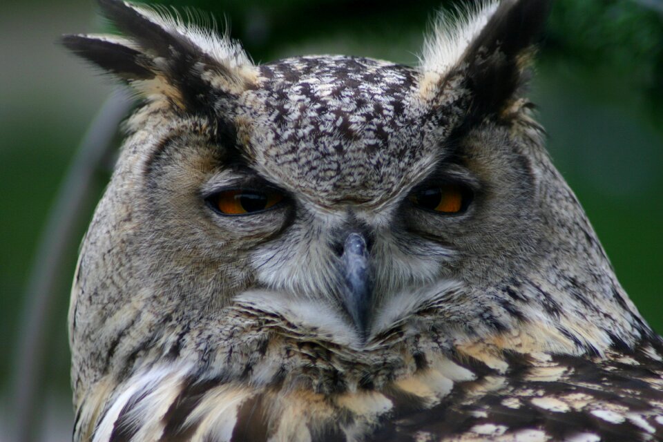 Wild portrait bird