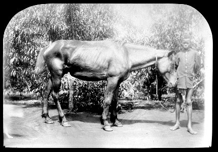 Horse, Nagana Wellcome L0022652 photo