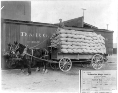 Horse-drawn wagon loaded with 175 sacks of wheat beside freight car LCCN2007677294