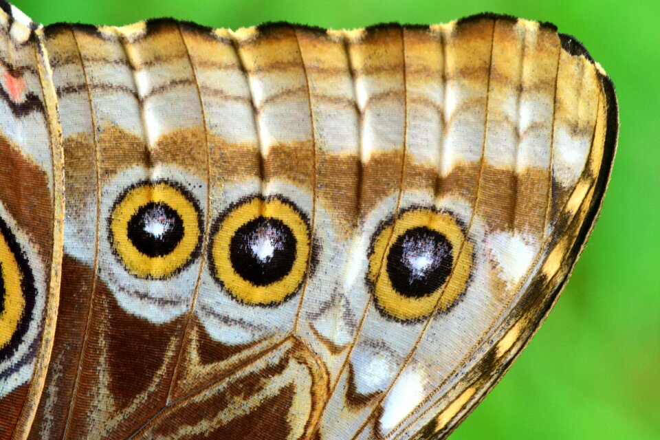 Butterfly wings close up section