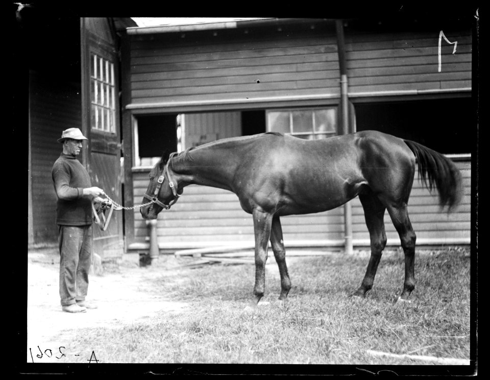 Horses LCCN2016890709