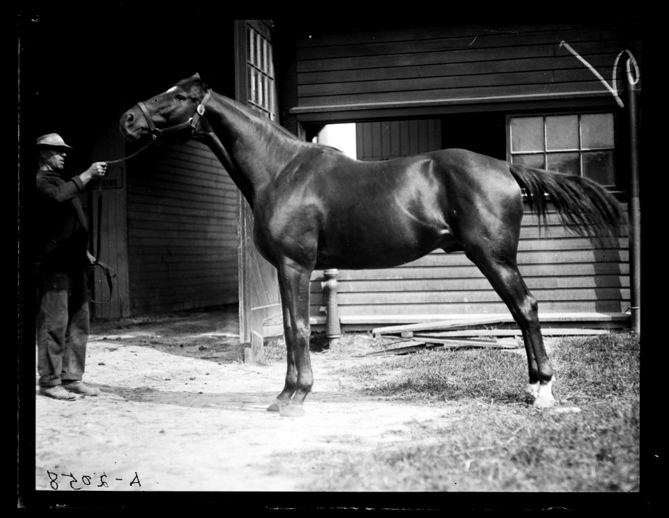 Horses LCCN2016890706