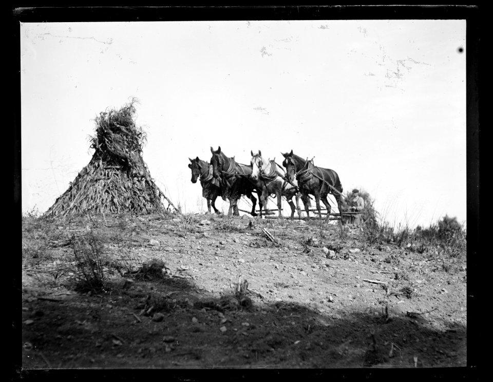 Horses LCCN2016891741