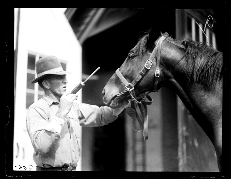 Horses LCCN2016890710