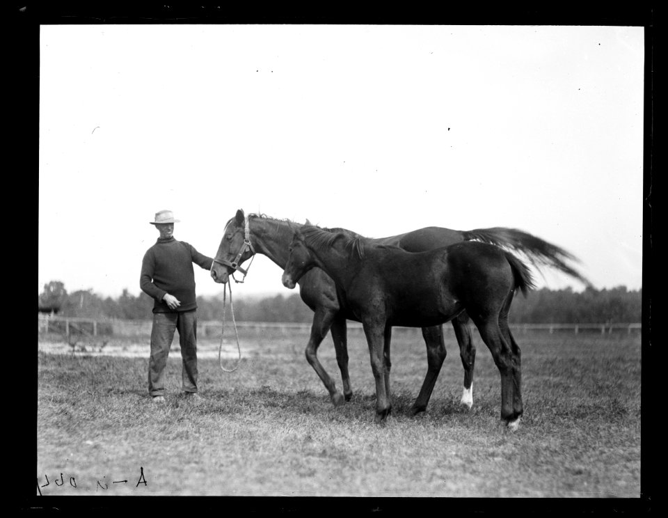 Horses LCCN2016890712