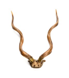 Horn från antilop, större kudu, 1800-tal - Livrustkammaren - 107067