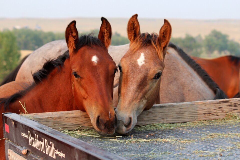 Horse colt brown horse