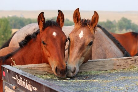 Horse colt brown horse