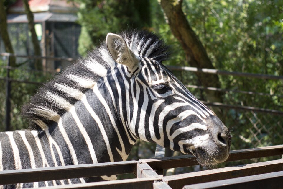 Yalta zoo zebras striped