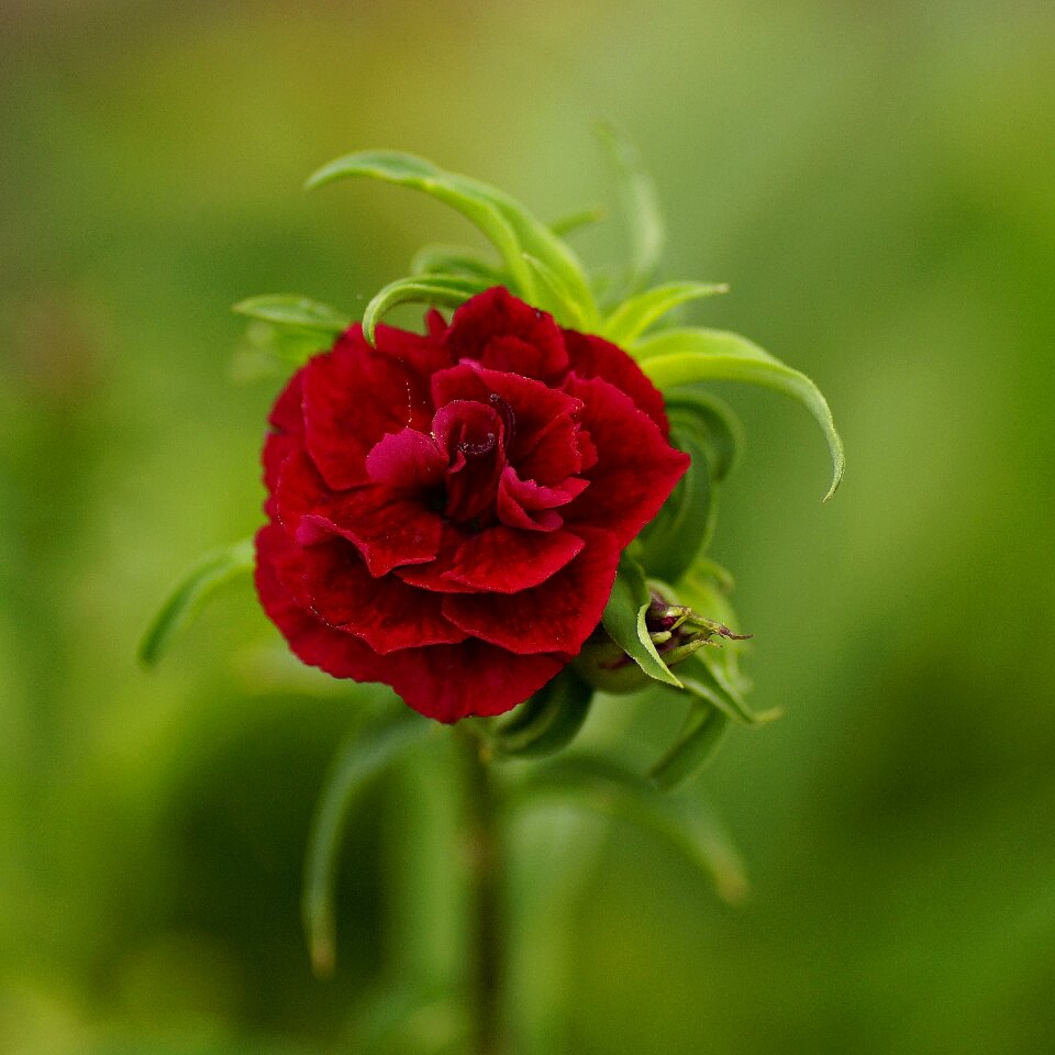 Rosebush floral plant