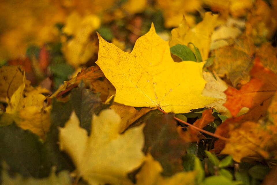 Maple season nature