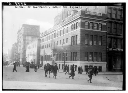 Hospital of N.Y. Women's League for Animals LCCN2014695337