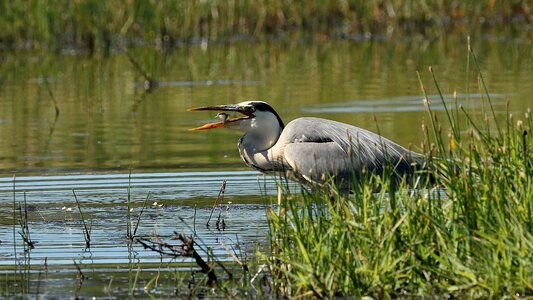 Body of water marsh nature