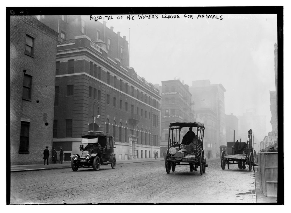 Hospital of N.Y. Women's League for Animals LCCN2014695287