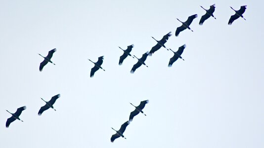 Storks stork flight flight photo