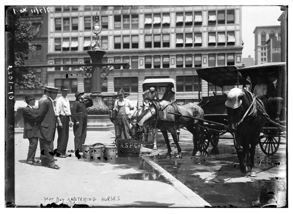 Hot day-watering horses LCCN2014689803