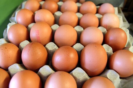 Eggs shop dairy