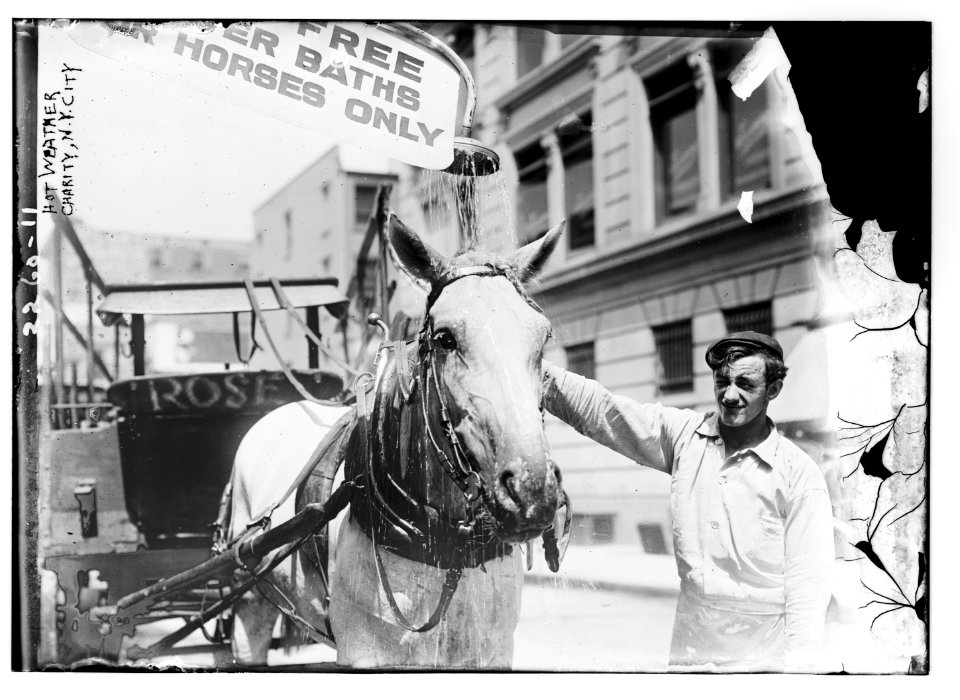 Hot weather Charity (horse) N.Y.C. LCCN2014689521