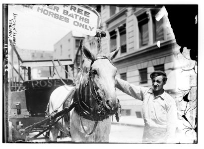 Hot weather Charity (horse) N.Y.C. LCCN2014689521