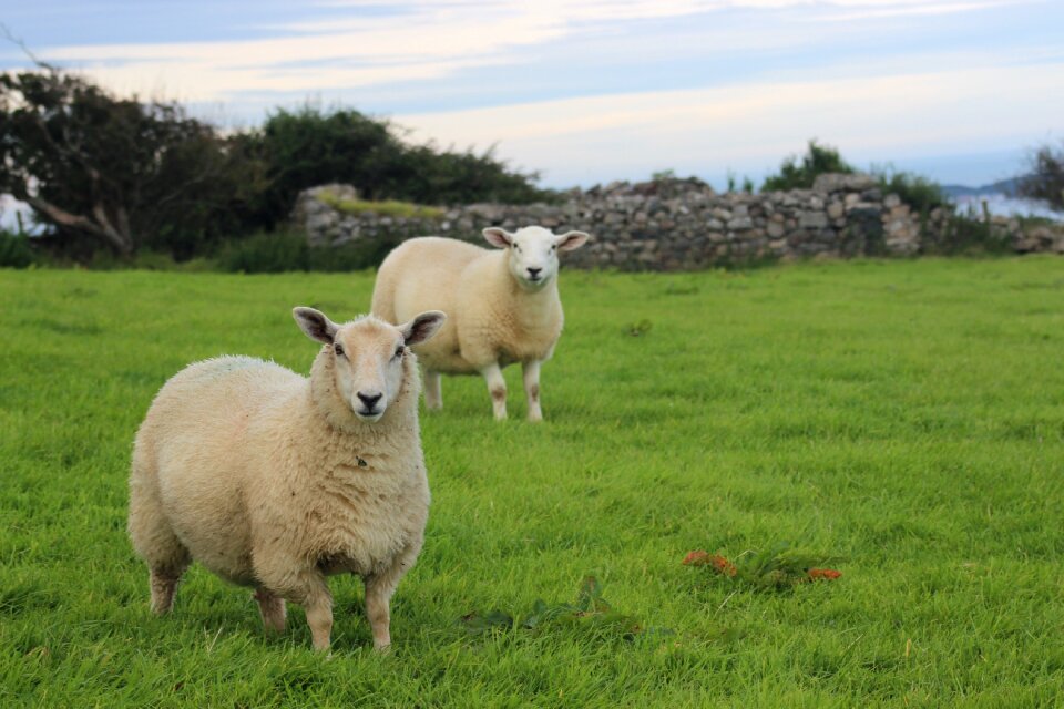 Sheep hillside scenic