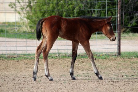 Animal field equine photo