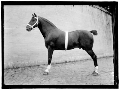 HORSE SHOWS. McLEAN, JOHN ROLL. HIS HORSES LCCN2016863672