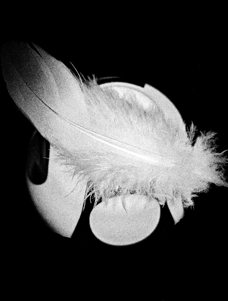 White fluffy tender