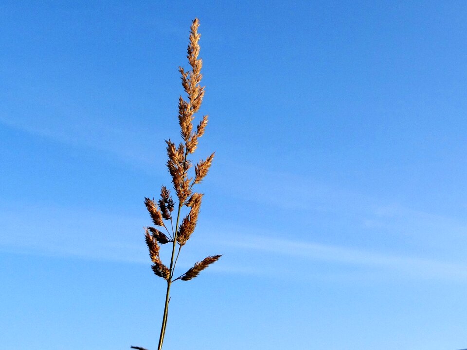 Blue grass nature