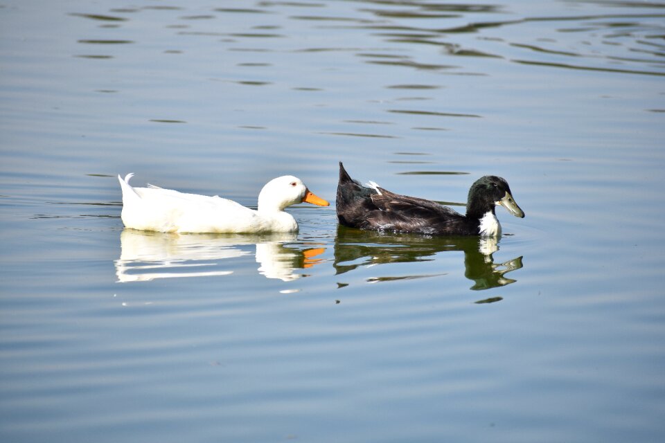 Lake birds nature