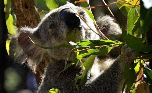 Koala australia animals photo