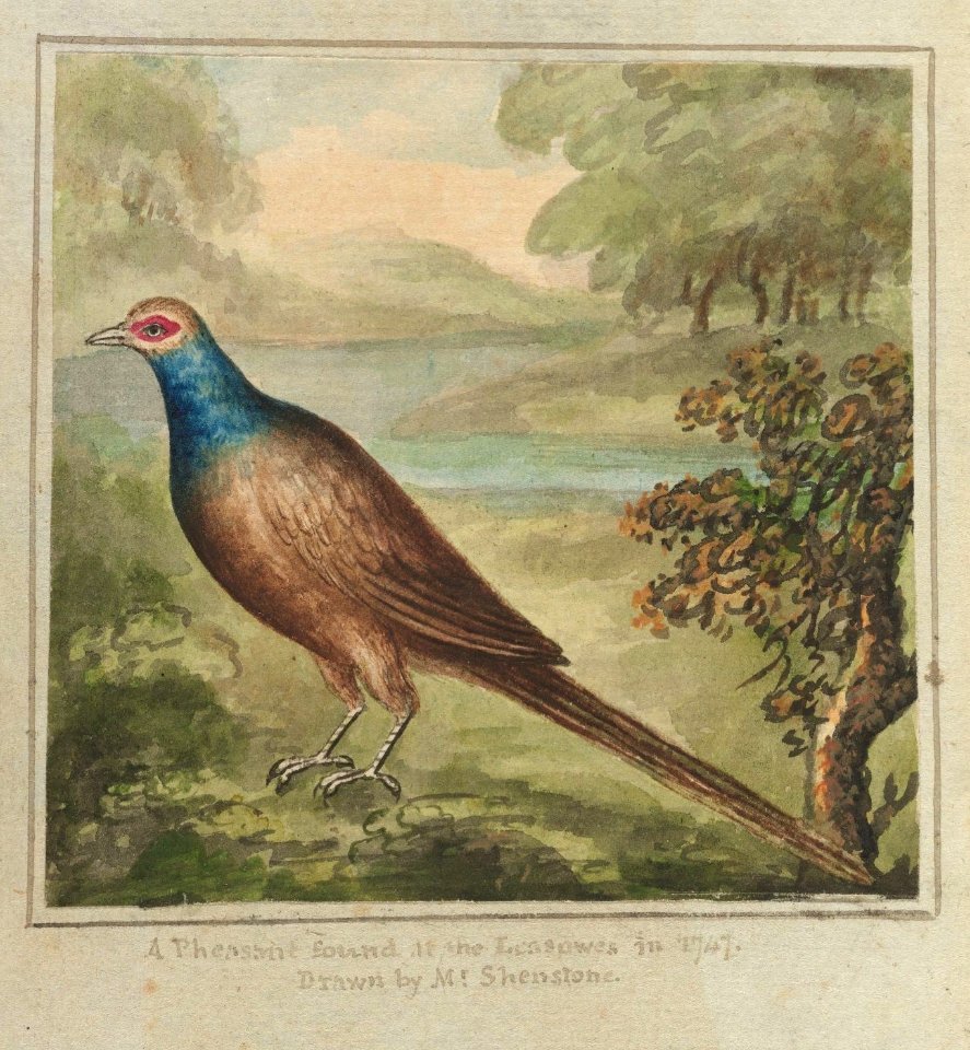 Houghton EC7.Sh466.741j - Shestone, pheasant